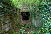 Tunnel Civet