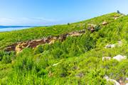 Garrigue