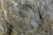 Ammonite